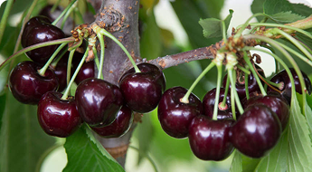 Ciliegie