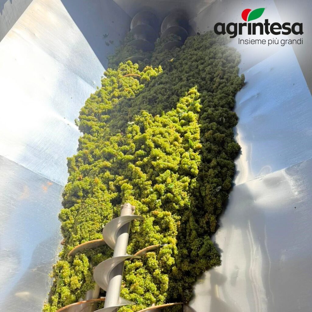 Fossa uva- cantina Agrintesa