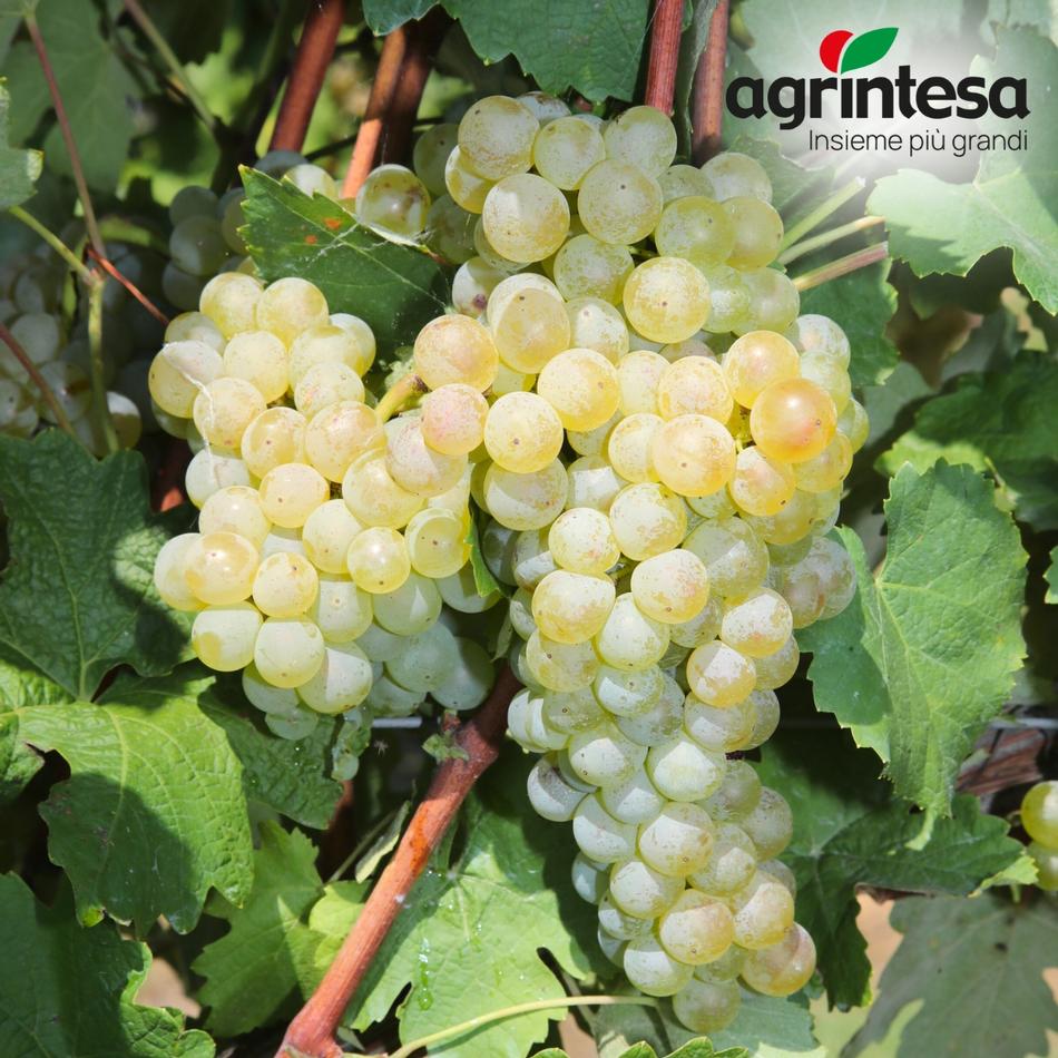 Uva bianca in pianta