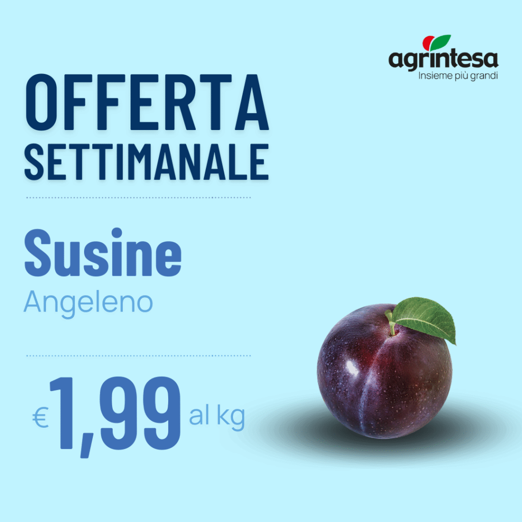 Susine Angeleno 1.99€/kg