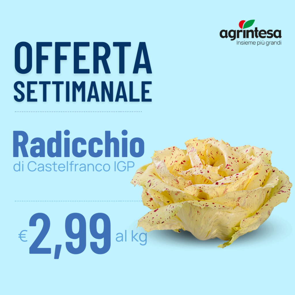 Offerta settimanale Radicchio di Castelfranco IGP € 2,99 al kg