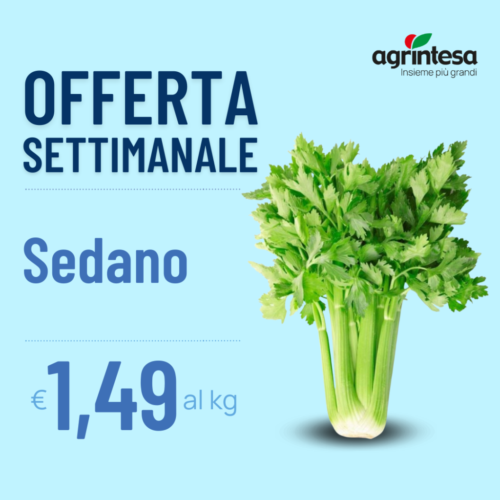 Offerta settimanale sedano € 1,49 al kg