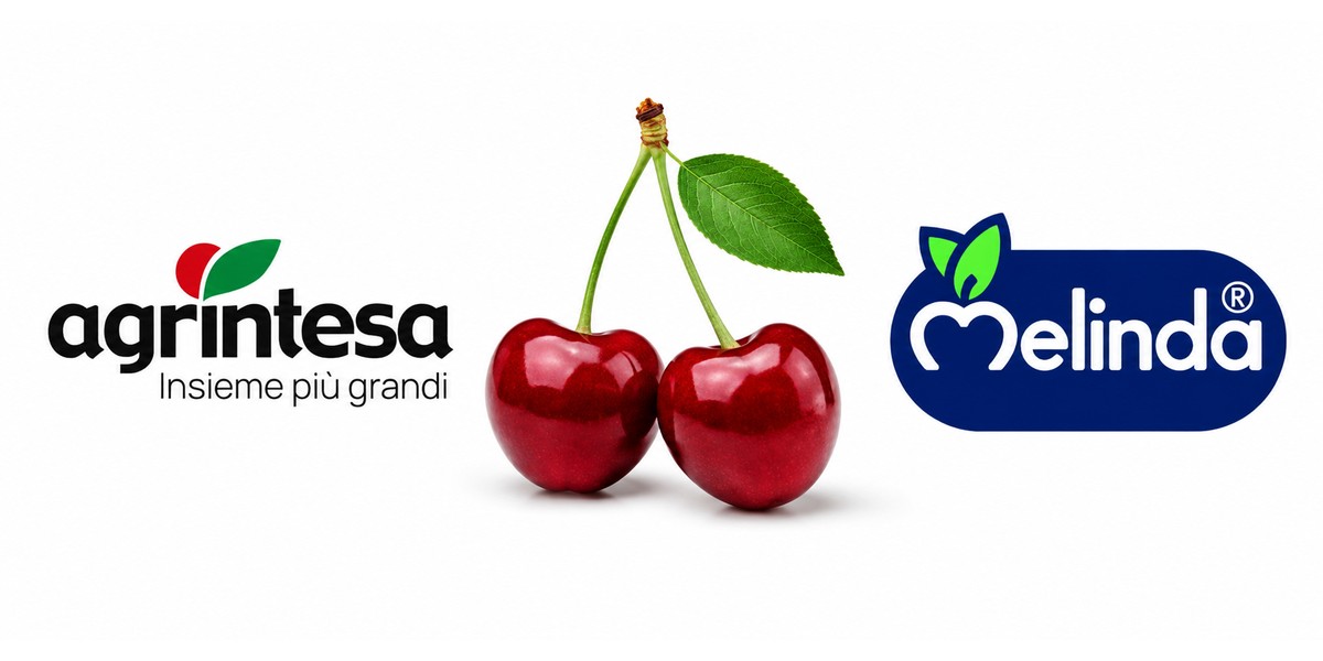 Agrintesa - Melinda