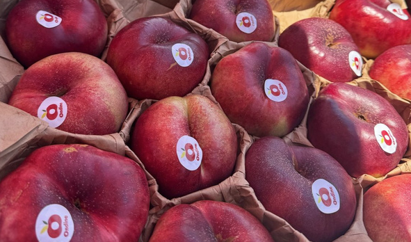 Una campagna 2026 positiva rafforza il posizionamento premium delle nettarine piatte